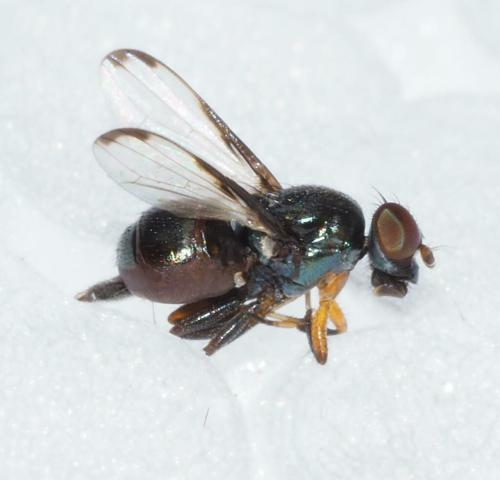 Acrosticta sp.